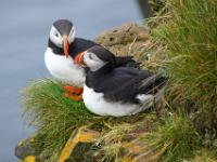 Zwei Puffins blicken sich an